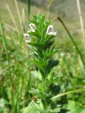 Euphrasia hirtella