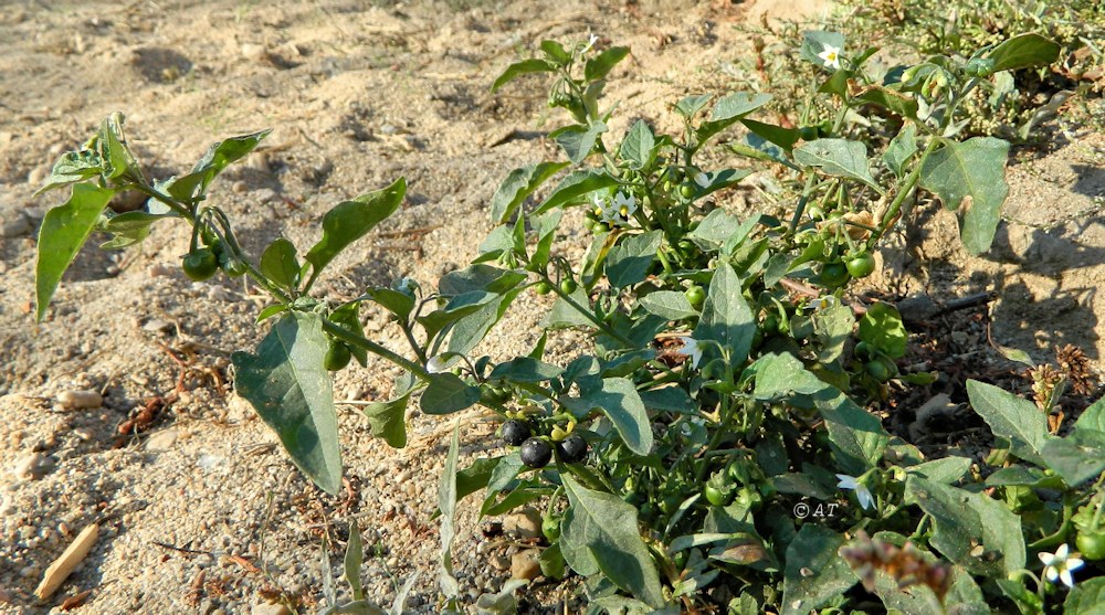 Изображение особи Solanum nigrum.