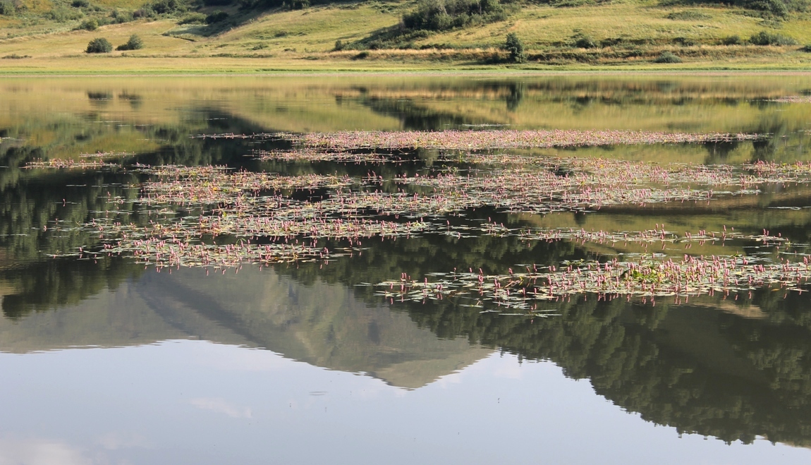 Изображение особи Persicaria amphibia.