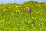 Orchis militaris