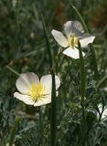 Eschscholzia californica. Цветок, плоды и листья. Украина, Киев, Ботанический сад им. М.М. Гришко. 22 августа 2008 г.