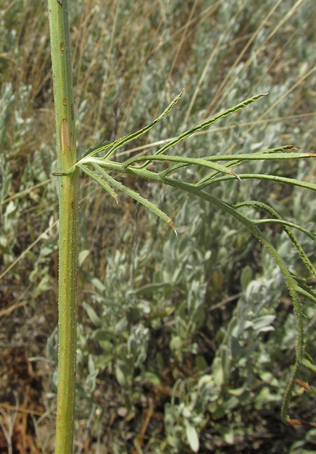 Изображение особи Rhaponticoides taliewii.