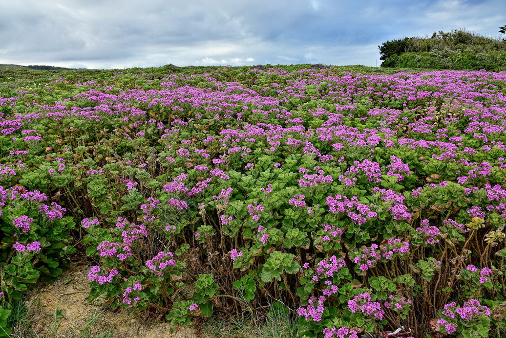 Изображение особи Pelargonium cucullatum.