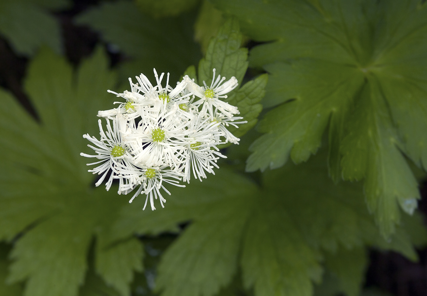 Изображение особи Trautvetteria japonica.