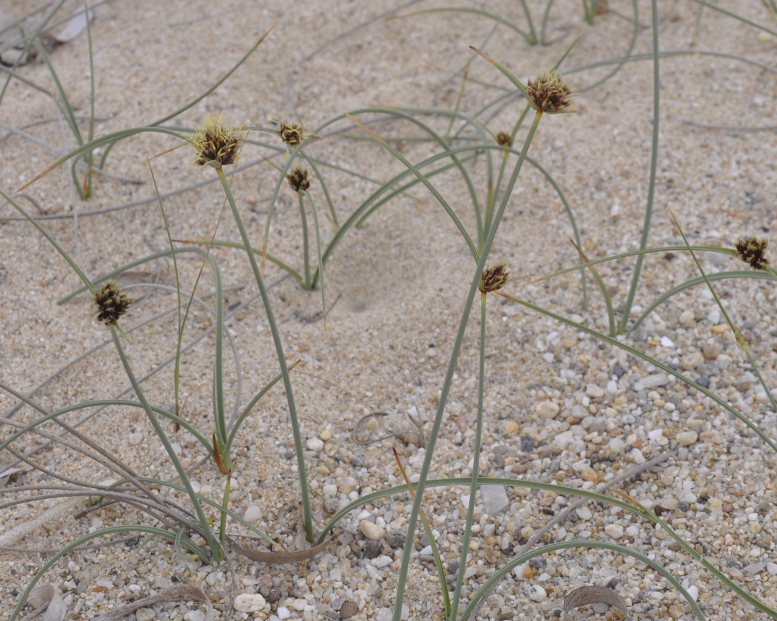 Изображение особи Cyperus capitatus.