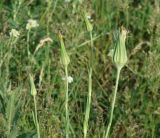 Tragopogon orientalis. Верхушки побегов с отцветшими соцветиями. Иркутская обл., Усольский р-н, окр. с. Холмушино, высокий берег р. Белая, разнотравный луг. 17.06.2017.