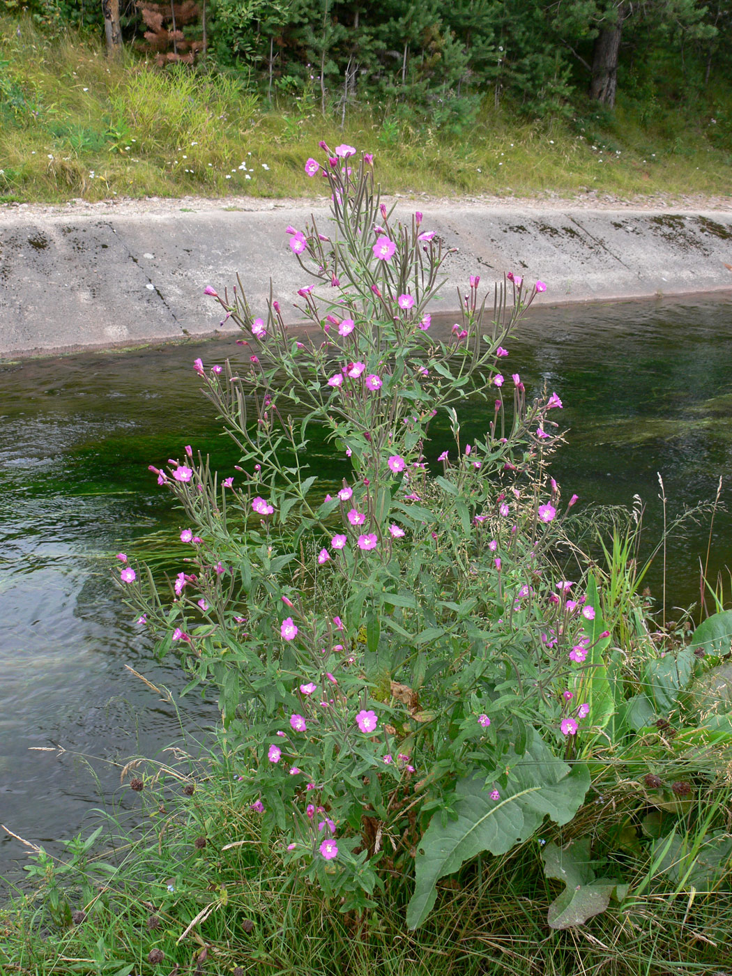 Изображение особи Epilobium hirsutum.