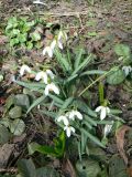 Galanthus nivalis