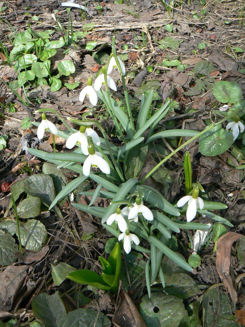 Изображение особи Galanthus nivalis.