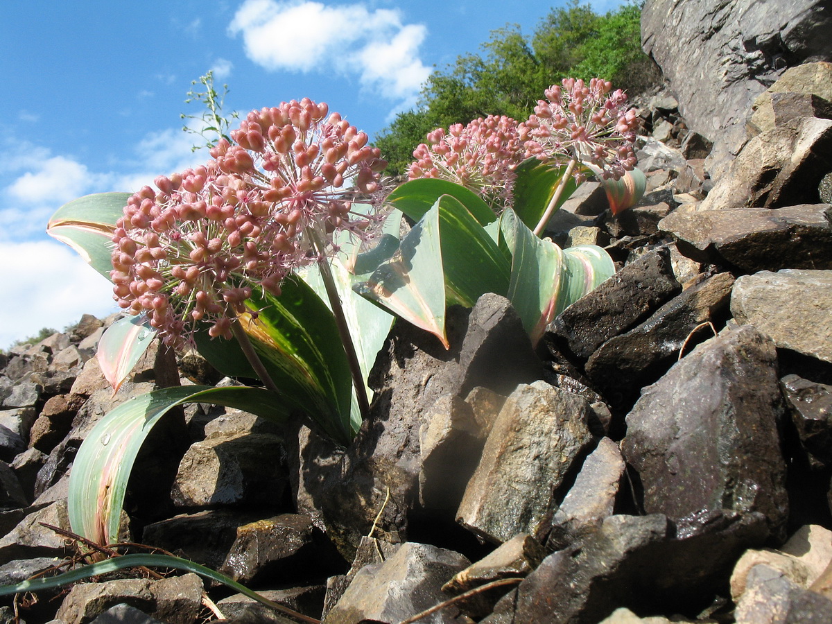 Image of Allium karataviense specimen.