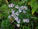 Symphyotrichum novi-belgii. Верхушка цветущего растения. Московская обл., Воскресенский р-н, Лопатинские карьеры, у дороги. 02.09.2018.