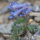 род Corydalis. Цветущее растение. Карачаево-Черкесия, Зеленчукский р-н, окр. пос. Архыз, хребет Абишира-Ахуба, подъем на пер. Федосеева со стороны долины р. Архыз, 2950 м н.у.м., осыпь. 30.07.2018.