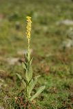 Verbascum thapsus. Цветущее растение. Кабардино-Балкария, Эльбрусский р-н, долина р. Сылтрансу, ≈ 2200 м н.у.м., субальпийский луг. 04.08.2019.