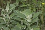 Chenopodium album