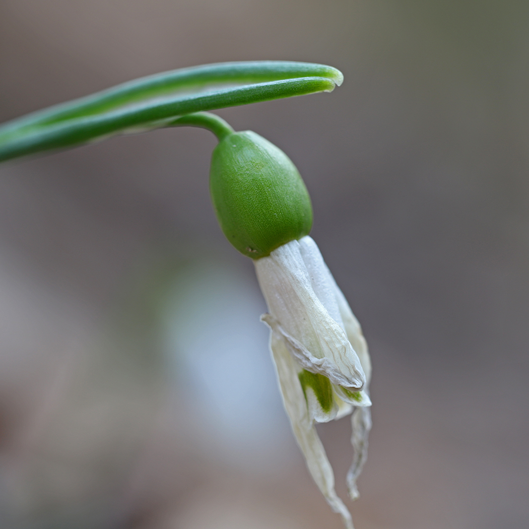 Изображение особи Galanthus alpinus.