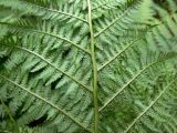 Athyrium filix-femina. Обратная сторона вайи с сорусами. Пермский край, подножие Вогульского камня, смешанный лес, долина р. Жигалан. 30.06.2010.