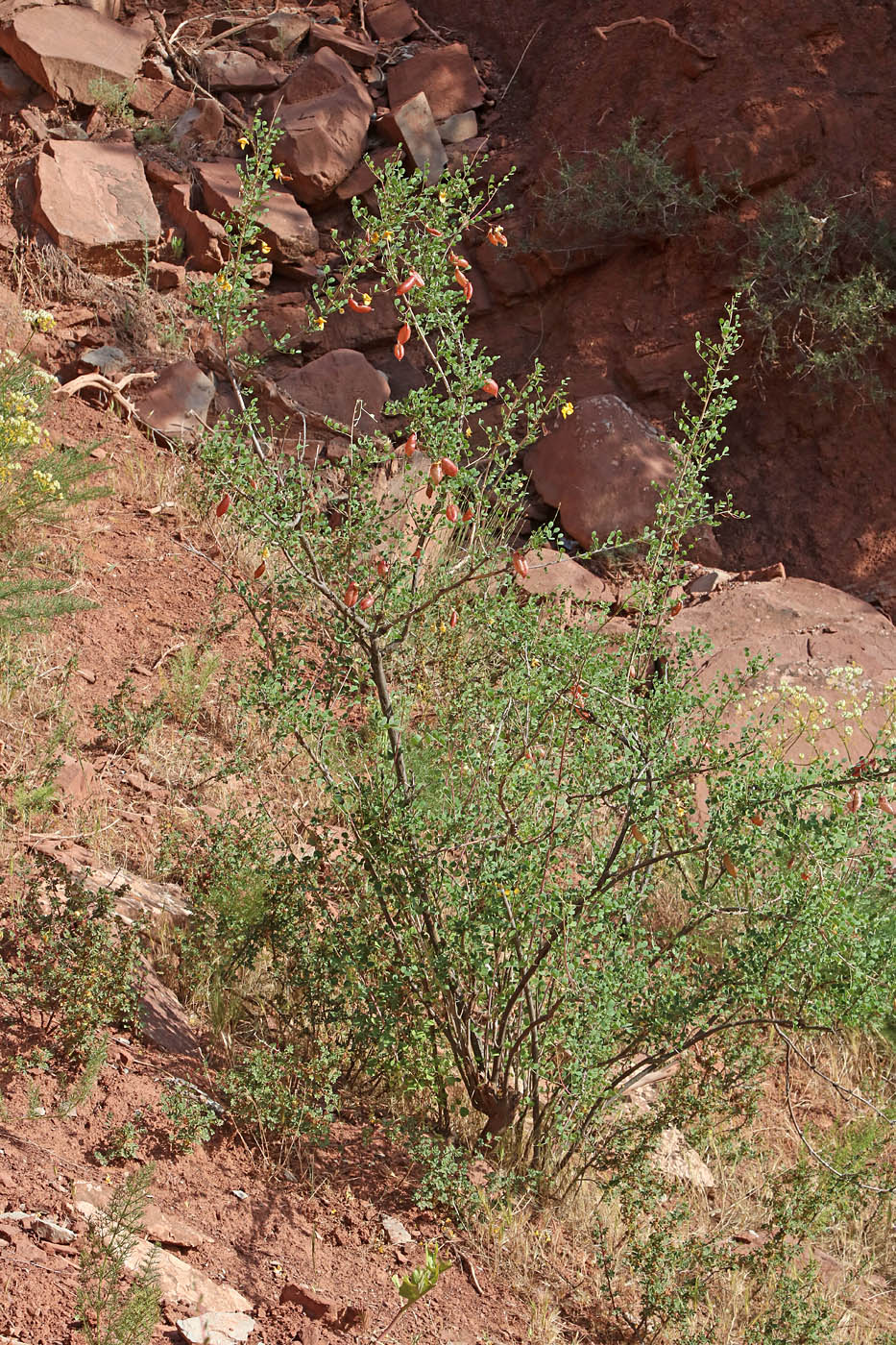 Изображение особи Colutea orbiculata.
