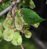 Ulmus laevis. Соплодие и лист. Узбекистан, г. Ташкент, Ботанический сад им. Ф.Н. Русанова, в культуре. 03.04.2022.