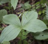 Paris quadrifolia. Верхушка цветущего растения. Владимирская обл., Александровский р-н, окр. с. Старая Слобода, сосновый бор. 11.06.2022.