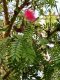 Calliandra haematocephala