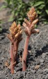 Orobanche owerinii. Зацветающие растения (паразитируют на Crepis sonchifolia). Дагестан, Лакский р-н, окр. с. Шовкра, сланцевая осыпь. 22 июня 2021 г.