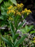 Senecio nemorensis