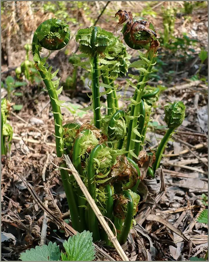 Изображение особи Matteuccia struthiopteris.