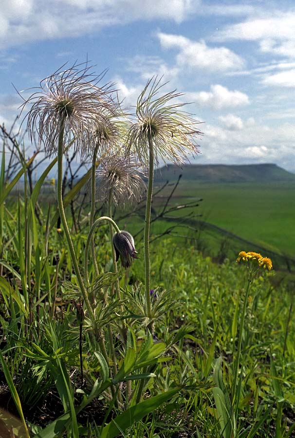 Изображение особи Pulsatilla cernua.