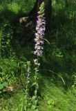 Campanula bononiensis