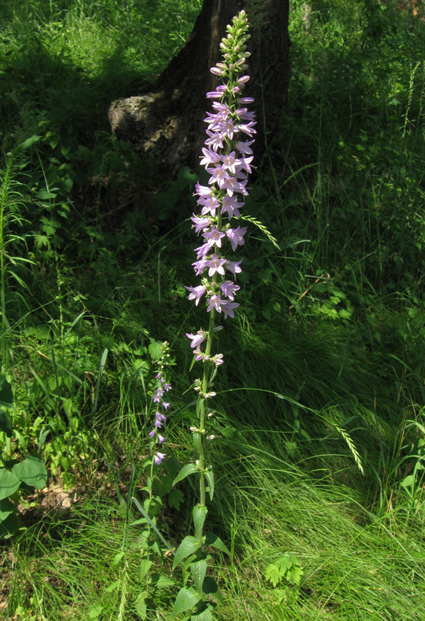 Изображение особи Campanula bononiensis.