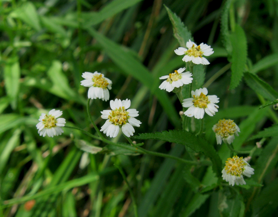 Изображение особи Achillea salicifolia.