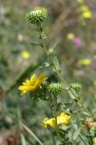 Grindelia squarrosa. Побеги с соцветиями. Крым, Симферополь, обочина. 26 июля 2013 г.