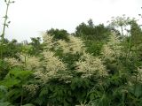 Aruncus dioicus