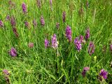 Dactylorhiza majalis