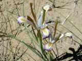 Iris longiscapa