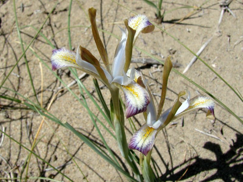 Изображение особи Iris longiscapa.