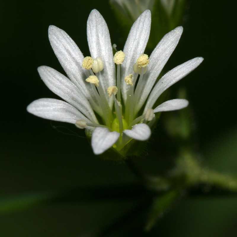 Изображение особи Stellaria nemorum.