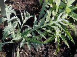 Cynara scolymus