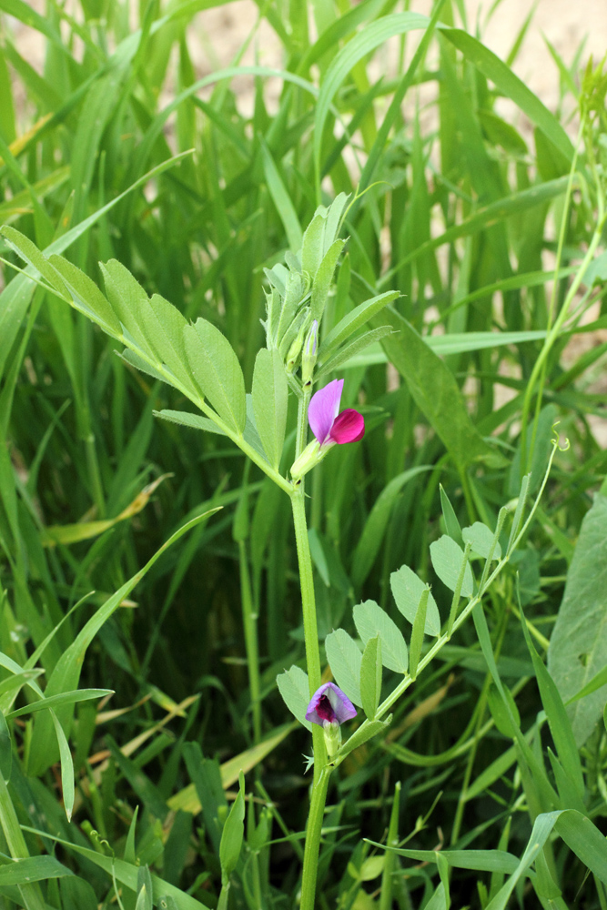 Изображение особи Vicia sativa.