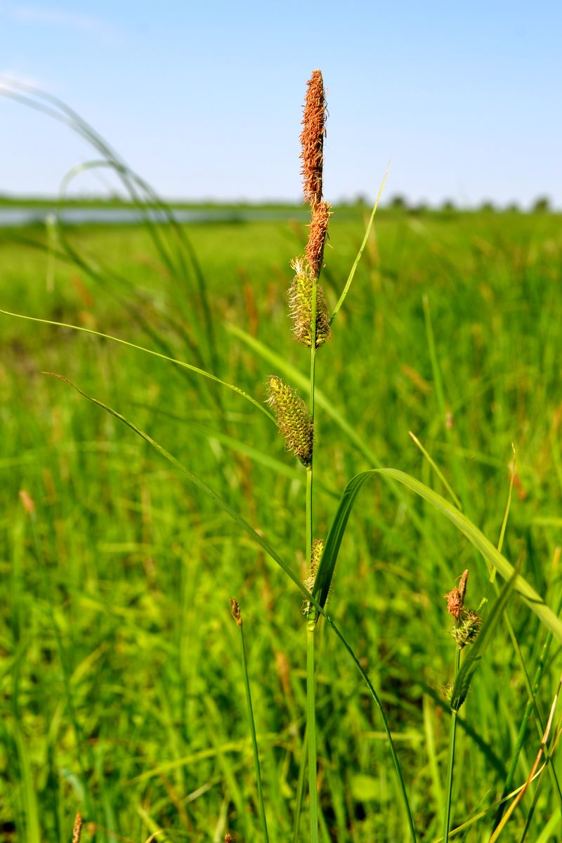 Изображение особи Carex acutiformis.