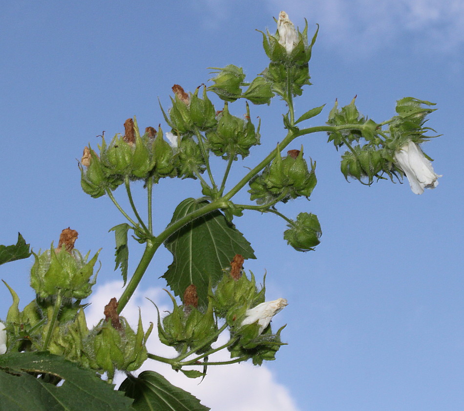 Изображение особи Kitaibelia vitifolia.