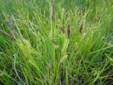 Carex rostrata