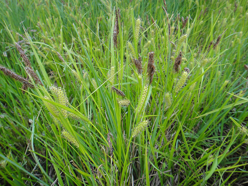 Изображение особи Carex rostrata.