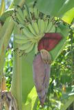 Musa acuminata