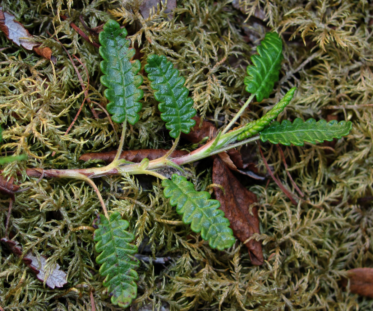 Изображение особи Dryas octopetala.