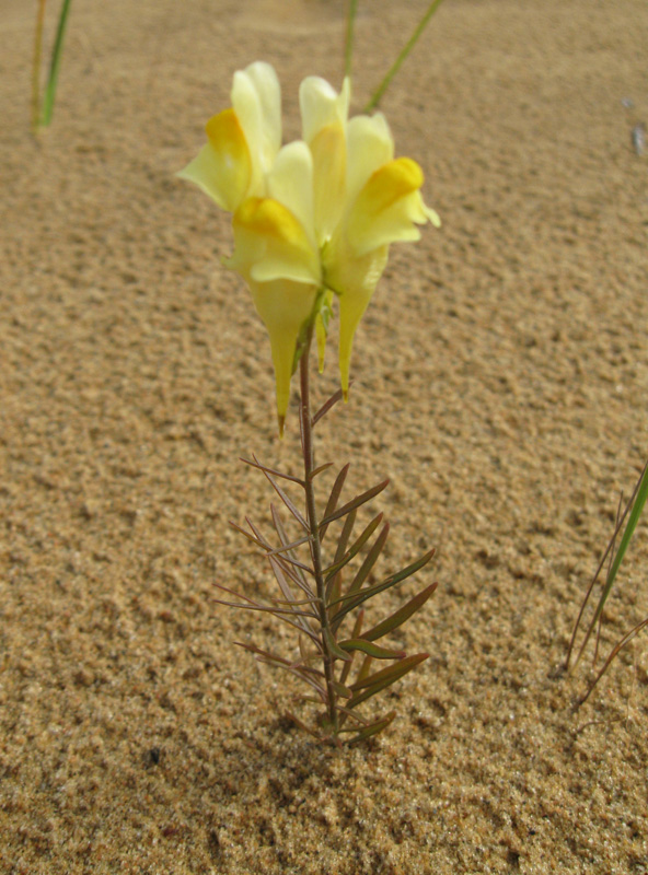 Image of Linaria vulgaris ssp. arenosa specimen.