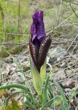 Iris paradoxa