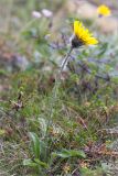 Hieracium alpinum