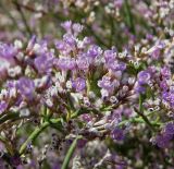 Limonium caspium. Конечная веточка цветоноса с колосками и цветками. Алтайский край, Кулундинский р-н, между сс. Златополь и Орлеан; Центральная Кулунда, восточная кромка котловины оз. Джира, мокрый гидроморфный однолетнесолянковый солончак на плоском днище из обсыхающих озёрных отложений. 22 июля 2011 г.