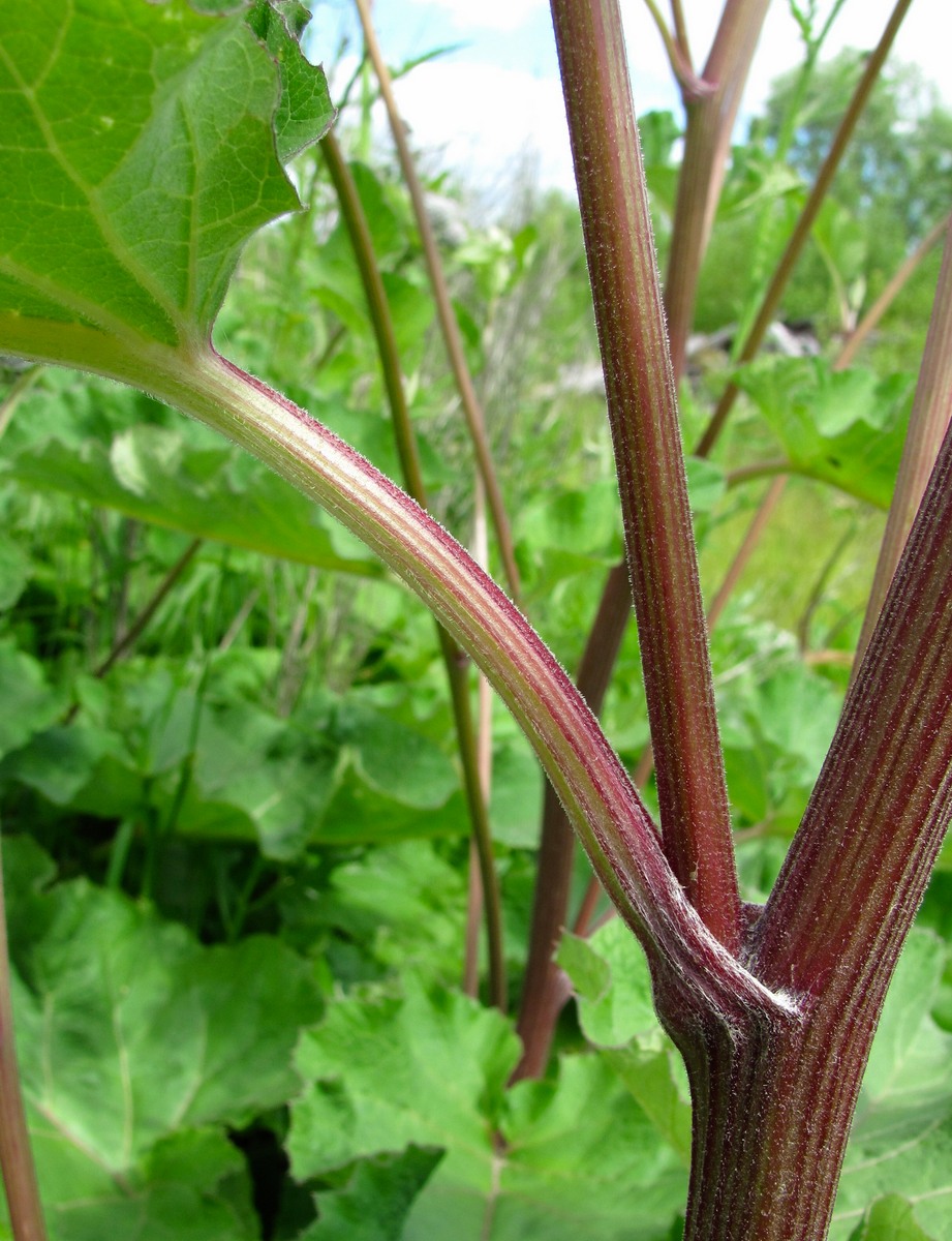 Изображение особи Arctium tomentosum.